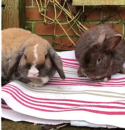 RSPCA_Crewe's tweet photo. We have gorgeous, friendly rabbits looking for homes - here are just a few. Bonded pairs; singles looking for a partner; rabbits to live outside; rabbits that could live indoors. We can find the perfect rabbit(s) for you, if you have suitable living arrangements for them. https://t.co/C8fLCOYoPS