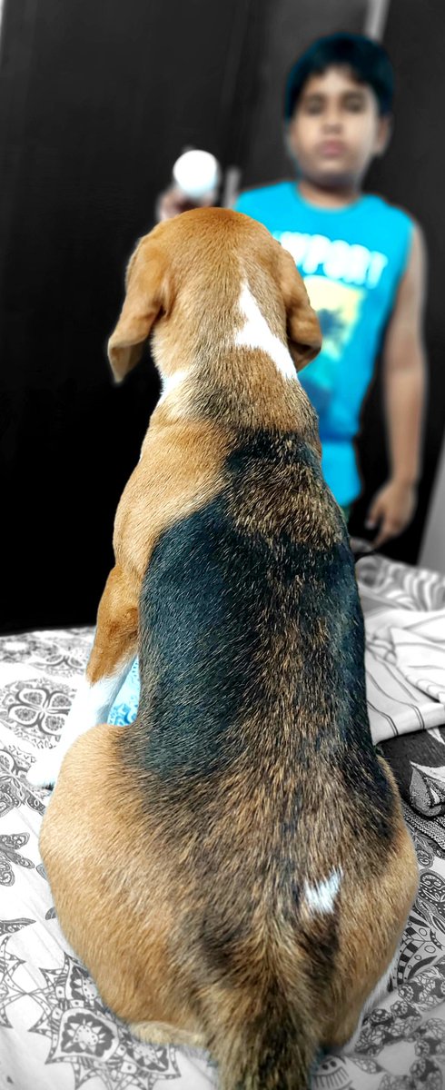 BeagleToffee's tweet photo. A game of fetch...my favorite game with my bruh...after much effort, finally got hold of the ball from him... #dogfun #beaglelove #bestpet https://t.co/vork8YQaoA