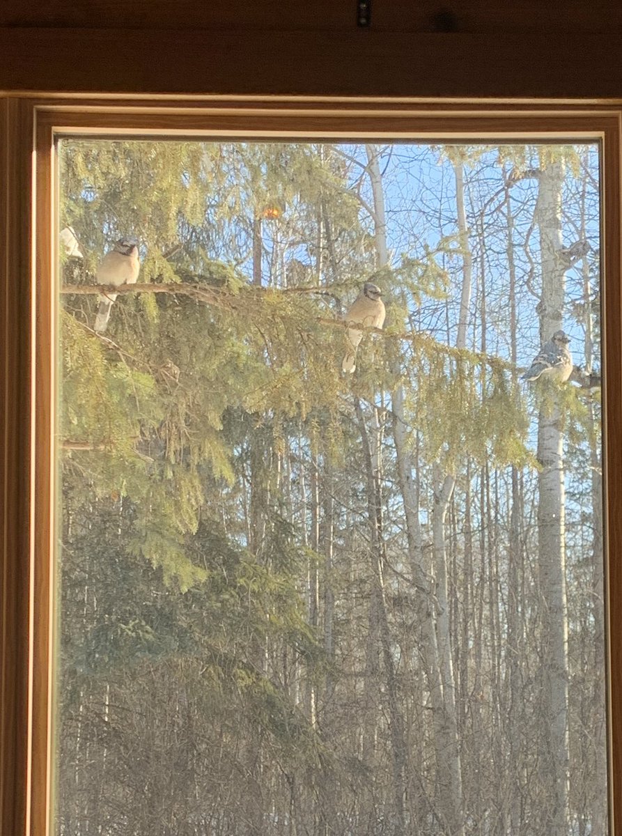 regina_grandma's tweet photo. New meaning to picture window as we watch the Bluejays scope out the peanuts we have out for them. #bluejaybirds #birdsofsaskatchewan #greenwaterlake https://t.co/K0ZCEuJP1R