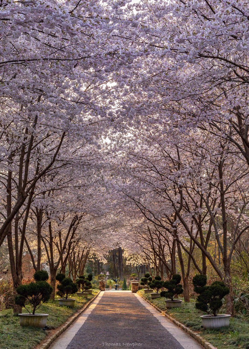 Golden hour blossoms 🌸
