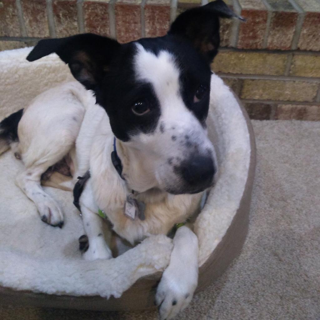 Old Lady is here to wish us a wonderful #seniorsunday!🐾🌞🎉We should all take a page from Old Lady's book and spend our Sunday playing fetch or tug-of-war and enjoying delicious food!

Learn more: ow.ly/pLjW50N8Wwm

#oldpups #seniordogs #rescueseniors #dogs