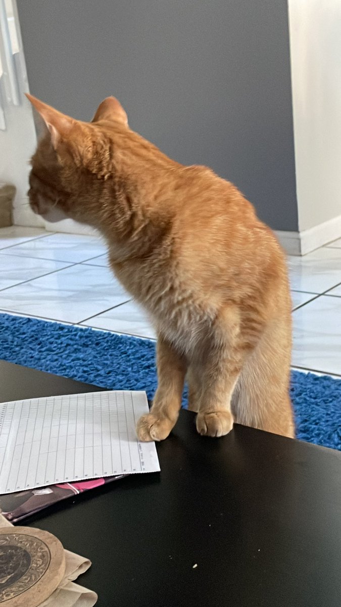 DailyMiIo's tweet photo. @aaahdumb @sourglendale he wont look at the camera but here he is https://t.co/waCw9LtBVB