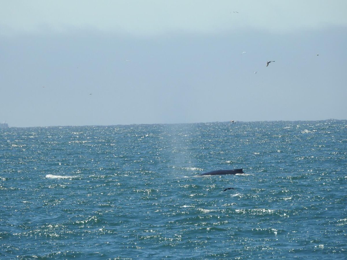 Saw a whale up close while #kayaking this morning in the #MontereyBay Close enough to smell the 🐳