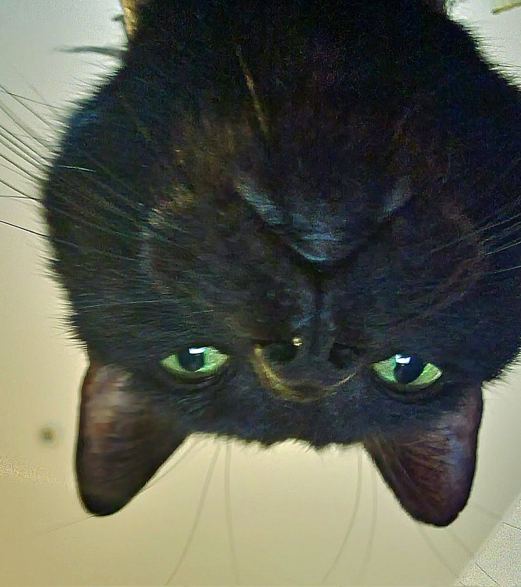 NeonKingCaz's tweet photo. *psst*
We've been trying to reach you about your cars extended warranty.. πββ¬
-
#ChazThoughts #chaz #cat #bombaycat #blackcat #twitch #streamer #gaymer #lgbtqia #snteam #sausagenebula #neonkingcaz #UK #lesbian #begoodpeople https://t.co/J5HB3zEAlq