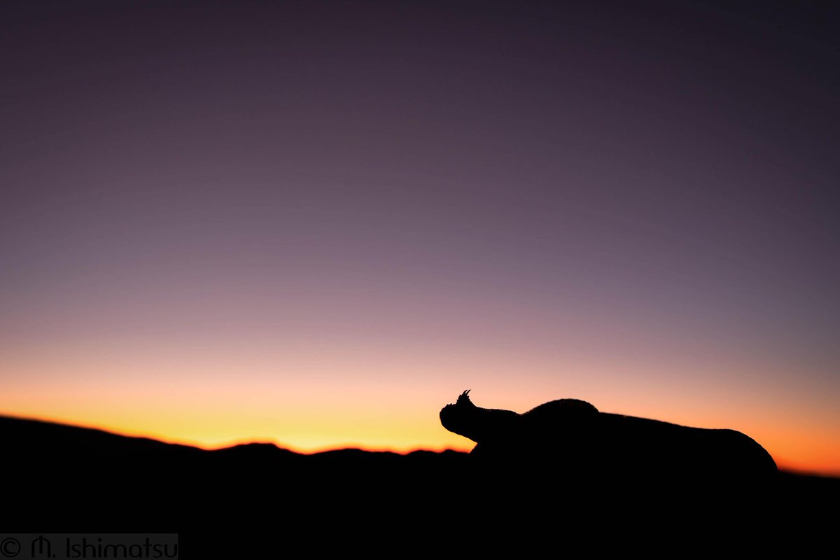 snakeymama's tweet image. Can you tell what this is?

Answer is in next tweet.

📷 Marisa Ishimatsu