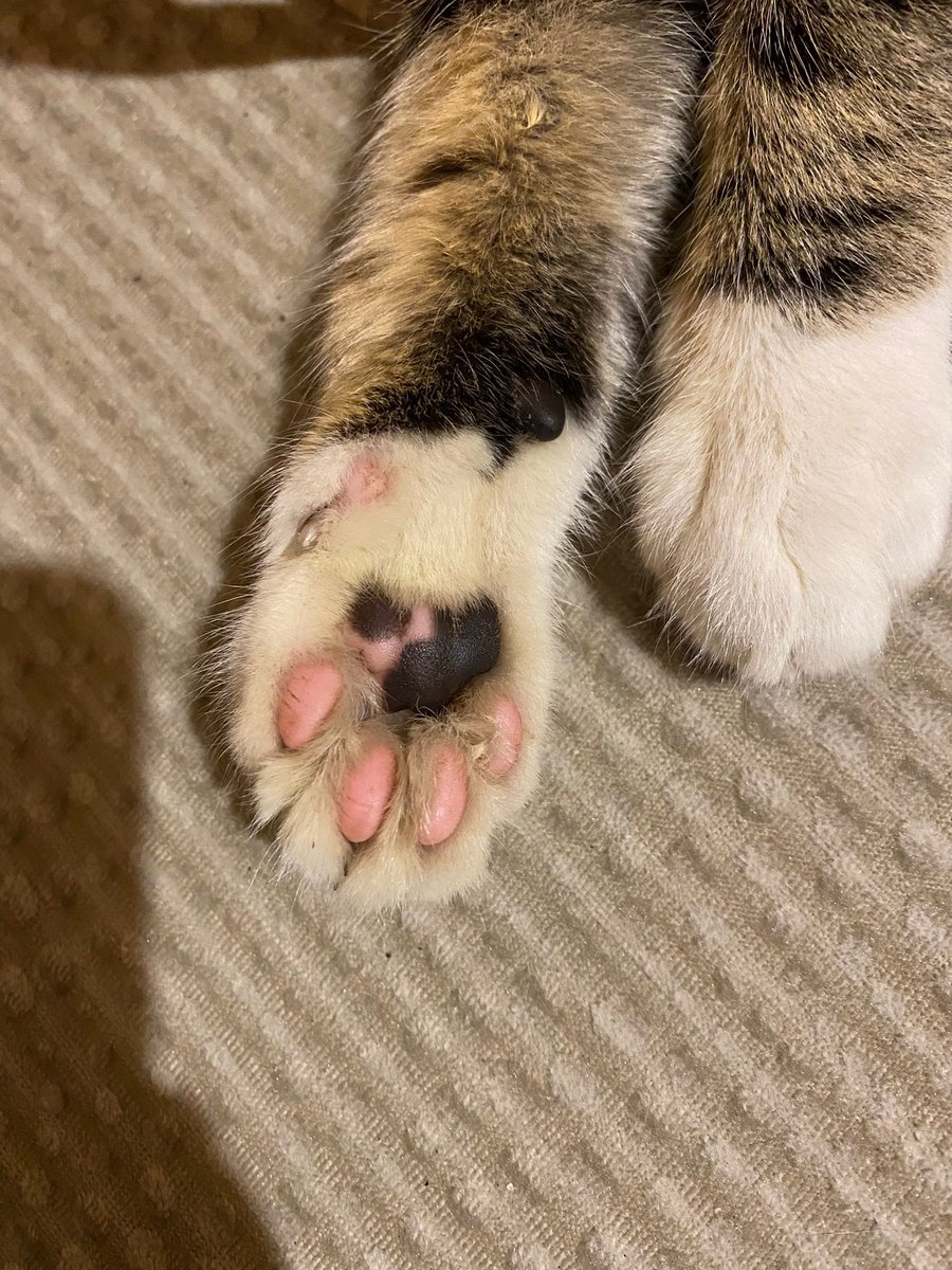 En fazla 3 aylık olduğunu tahmin ettiğimiz erkek kedi. Soğuk almış tedavisini yaptırıyoruz, ufak cins olduğundan sokaklara dönsün istemiyoruz, beyaz çoraplı, 2 renkli patili, kısa bacaklı bir minnoş isteyen olur mu+