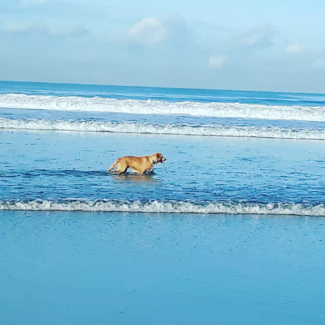 Anjing aja healing

4 biru laut, ada yg tau?

#animals #animal #animalslife #animalsworld #beachvibes #beach #beachlife #dog #doglover #doglovers #doglive #kuta #kutabeach #kutabeachbali