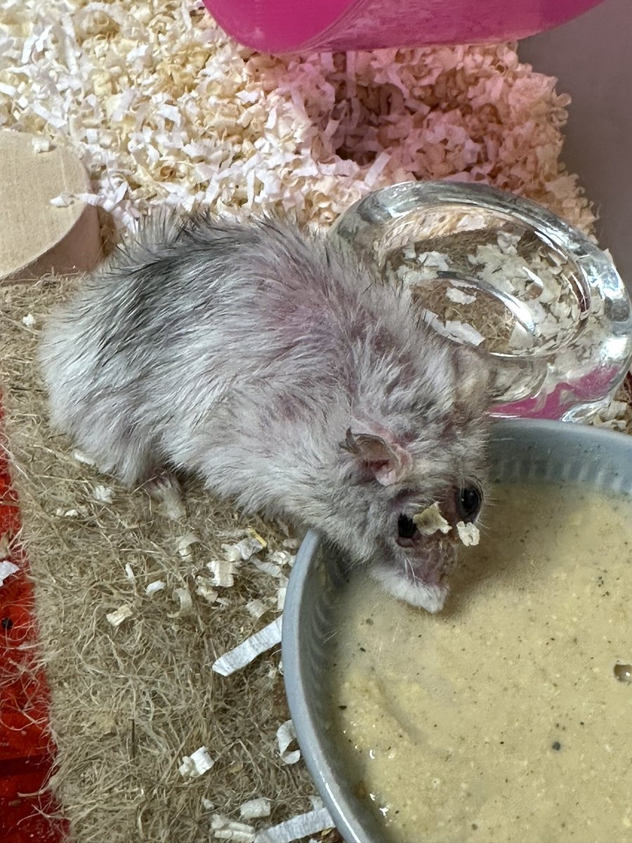 각질 뗄 때 털이 많이 빠졌어서… 그래도 털 말라서 다시 포슬알감자 됐어요