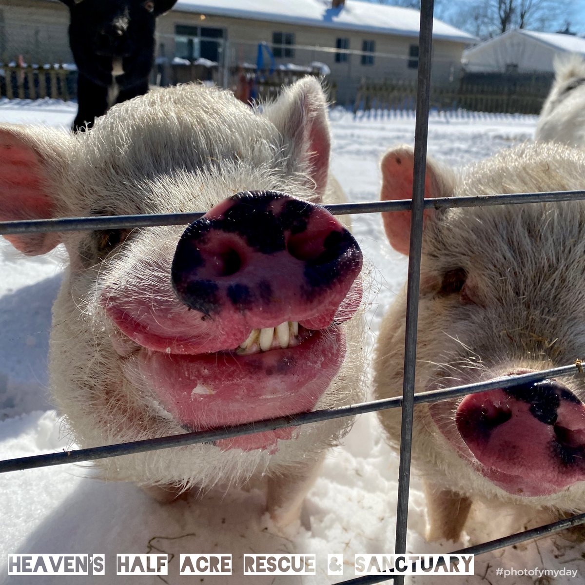 Cheeeeeeeeze…. 📸😬💕🐷😂😂

Is that what you call “hamming” it up for the camera? Don’t unfriend me… 💚🐷🐽

Pinkie pig was happy to see the ☀️ even if we did get 11” of ❄️ Friday night. 

Filled the feeder & restocked hay yesterday too. Good day. 😎

#minipigs #animalrescue