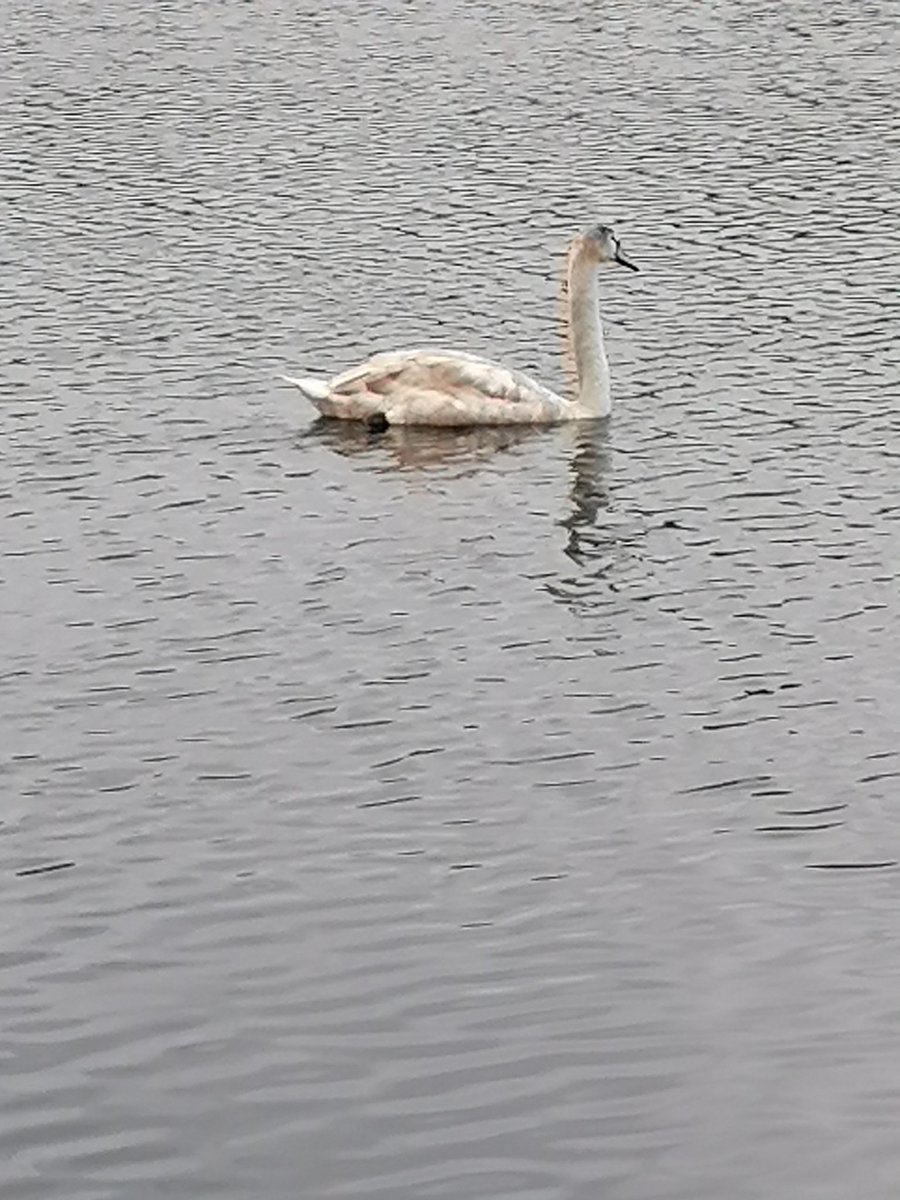 Better weather today, the cygnets are nearly fully grown 😍 💙
#onthelake
