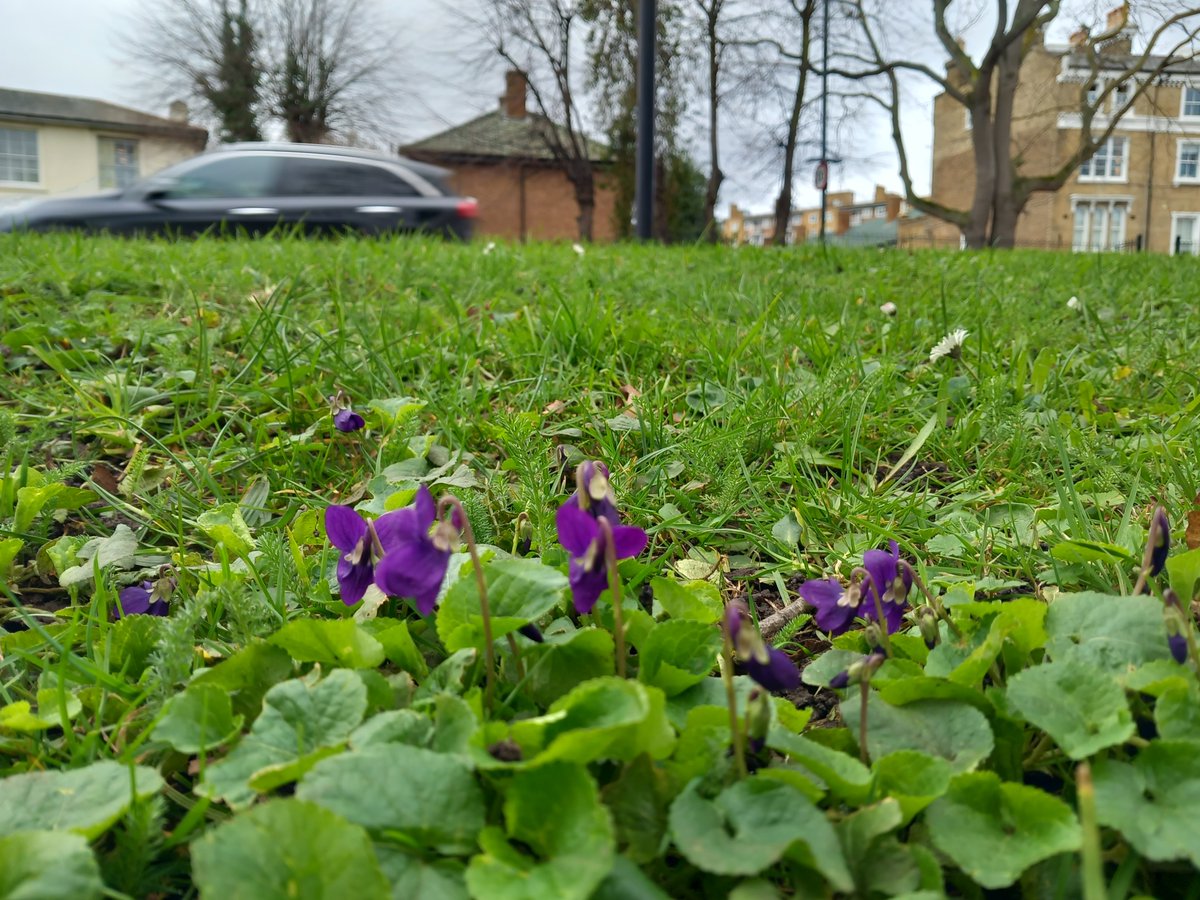 Help the Bee Roads team make a roadside meadow in Tulse Hill next Saturday 🌺 🌱 We’ll be planting wildflowers to create a haven for bees & other pollinators🐞 🐝 Join us from 10am – 1pm at the High Trees bus stop on Tulse Hill📍 Wear sturdy shoes 🥾. All tools provided 🛠️