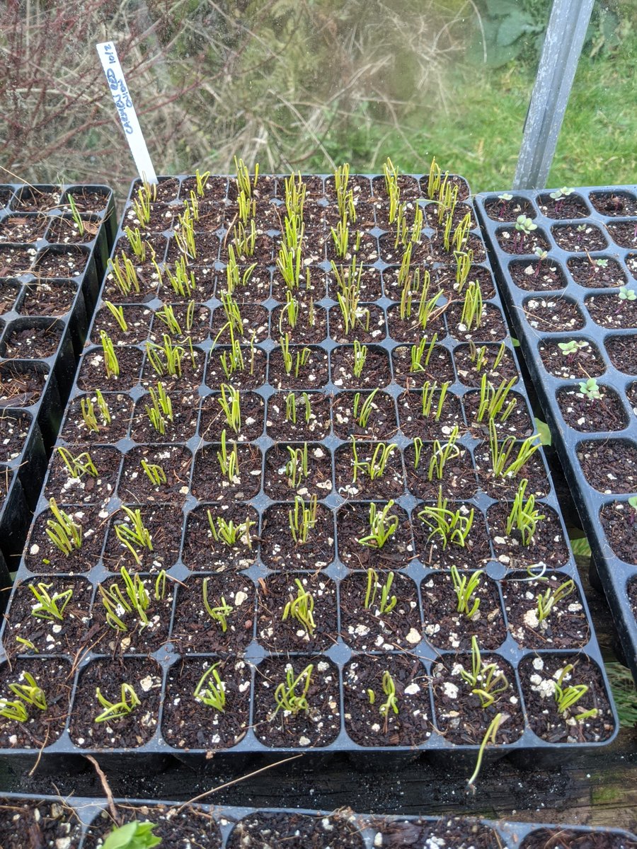 willowford's tweet photo. Nice to see most of the seedlings have germinated and are growing on in the greenhouse slowly but surely. These are our lettuce, spinach, radishes and onions. https://t.co/OHTIH5fN9u