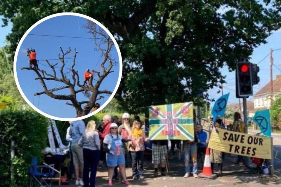 seeorganic's tweet photo. The trees, woodlands and nature destroyed - how could you ever think of such a thing? Down here in Rochford we’ve experienced a minuscule example: the mature oak Cecilia destroyed by Bloor Homes on Monday 13 February! https://t.co/9av3FeOlVv