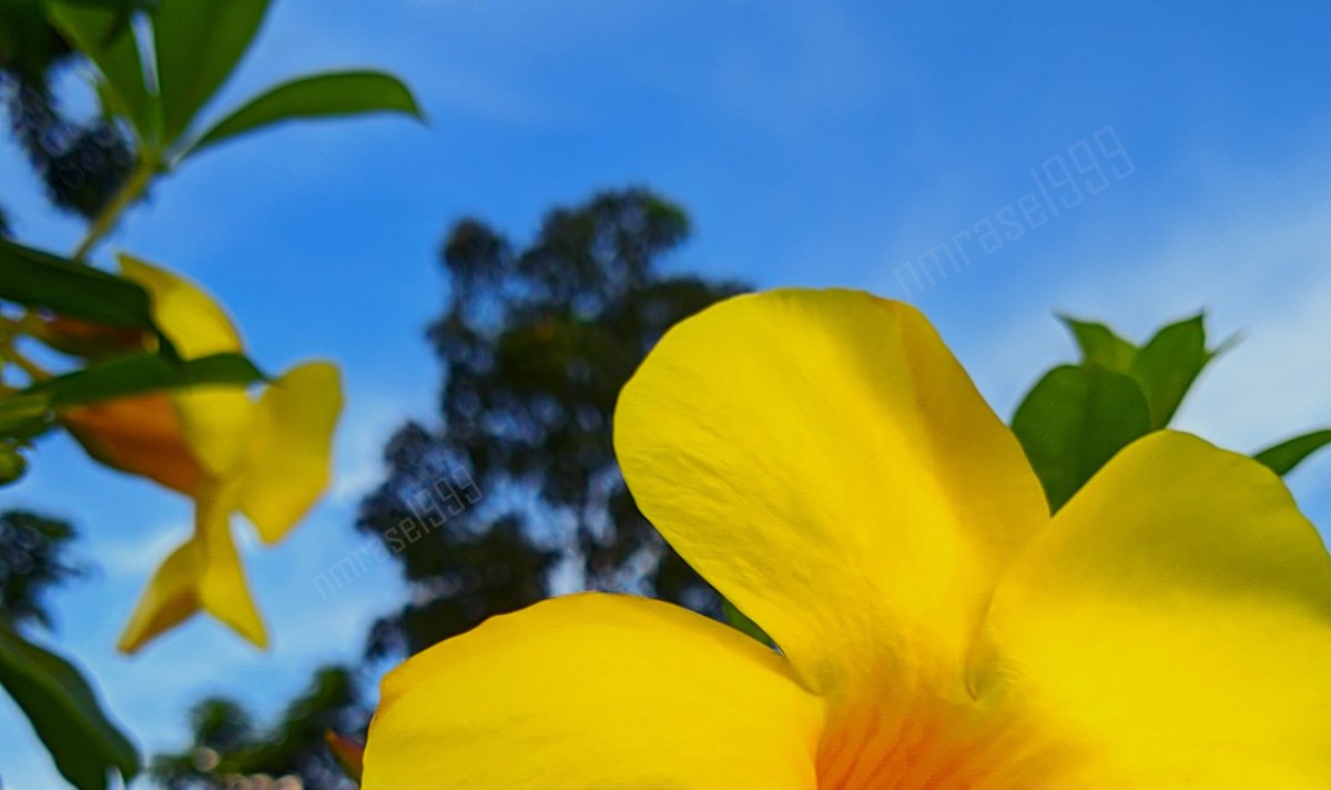 nmrasel999's tweet photo. As a digital marketer, I see similarities between marketing and tending to a garden. With the right care, each unique campaign can blossom into something beautiful, just like the stunning flowers of spring. 

#digitalmarketing #SEO #springflowers
click: I'm😊 https://t.co/n1NTGCdlg0