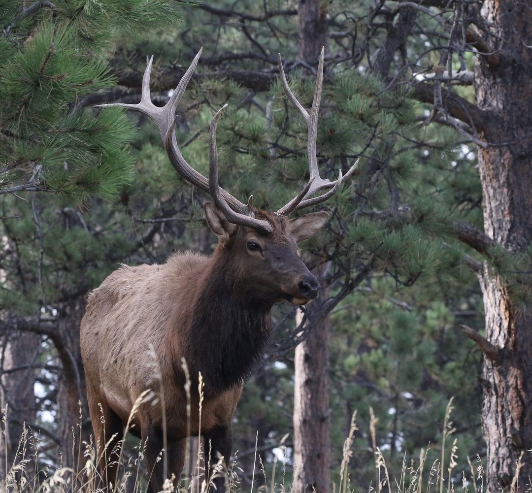 JenniferMLogan1's tweet photo. Are you Love #hunting 🦌 ?? Then SAY..👉YES👈
🦌
🏹
#deer #deerhunting #Hunters #hunting #Hunt #HUNTERHUNTER #huntresswizard https://t.co/4zuXE9KrXg