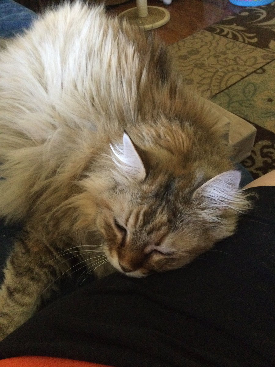 K_cdramalover44's tweet image. I’m a natural #catpillow and #catmagnet . Kaylee is like this whenever she can be. Also if I don’t pay here attention when she wants I get a look.