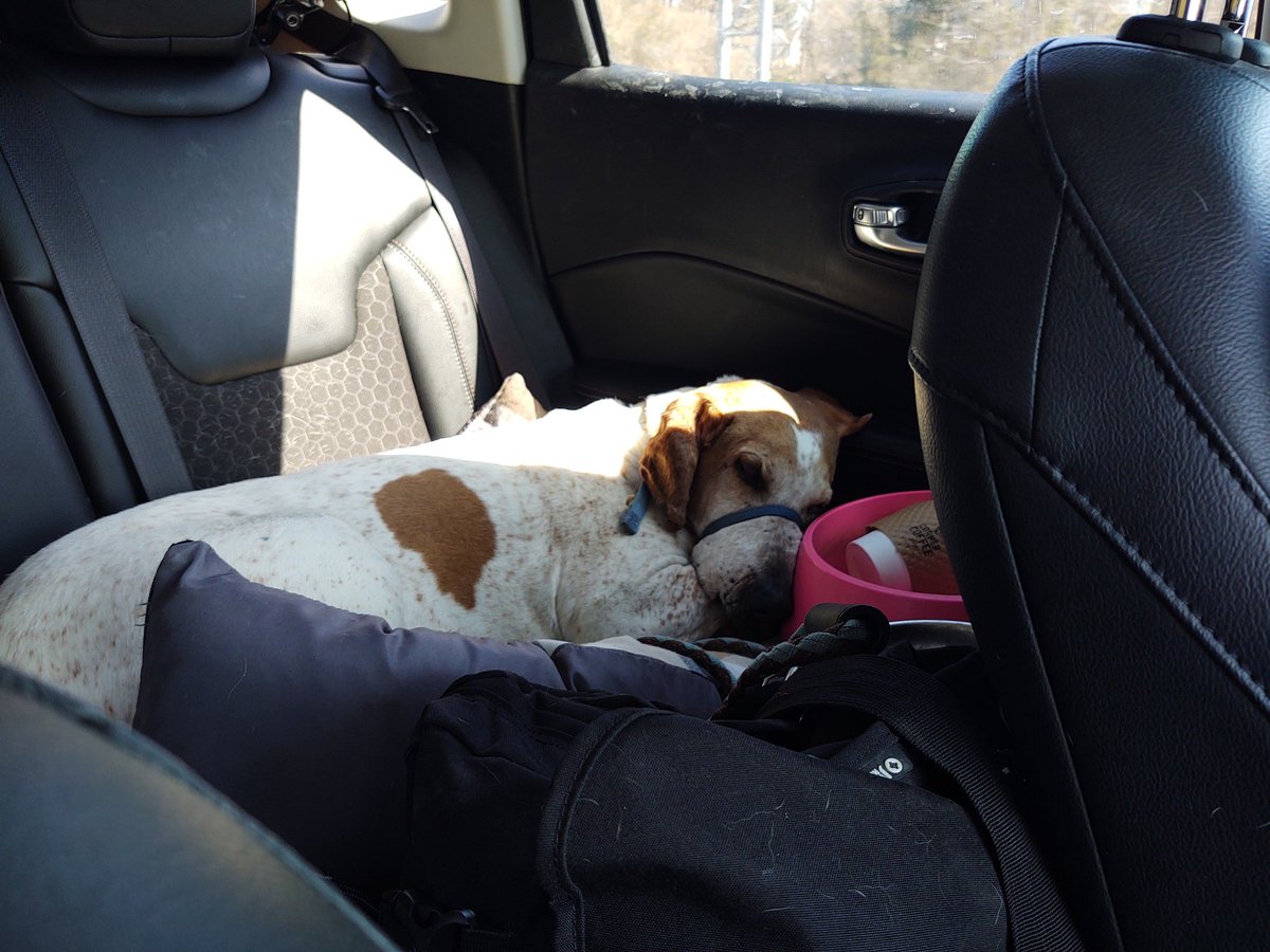 MorningDogs's tweet photo. Road trip! https://t.co/AtDAVZtD70