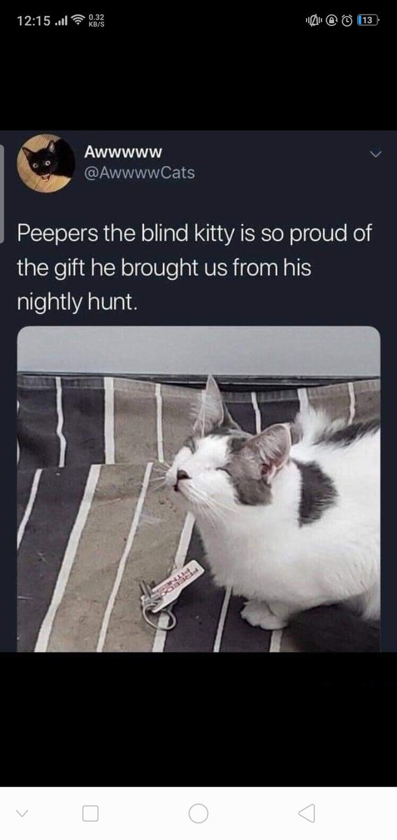 yuproducts's tweet photo. #wholesome #cutecats #catlovers #cats #CatsAreFamily #CatsOfTwitter #CatBoxSunday #CatOwners #memes https://t.co/zkKReOxa5o