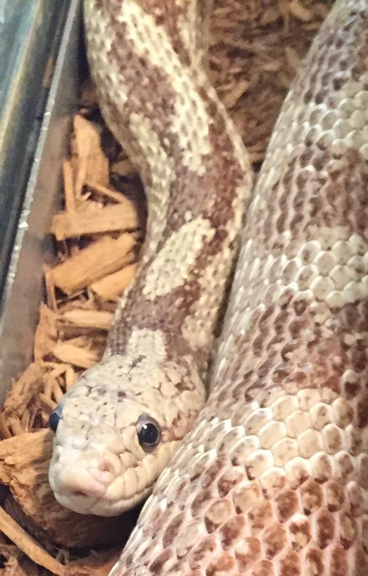 Our sweet friend, “Ghost the Corn Snake” decided that she wants to do another “pop-up meet &amp; greet” TODAY (3/5/23)!! She’s planning her special appearance to be from 1pm to 2pm!! Feel free to stop by to say hi. 💙🐍
#SilverLakeNatureCenter #BucksCountyParks #GetOutside #CornSnake
