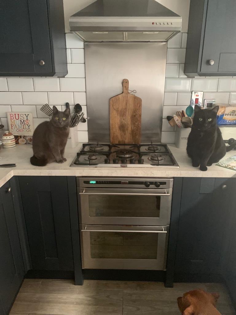 jennyrooster09's tweet photo. Utter scenes in the Jones household this evening 😂 watching @huw1511 beloved #LFC and came into the kitchen at half time.. 15 m after tea is served 😱 #plottingmurder https://t.co/WJyvqozEXK