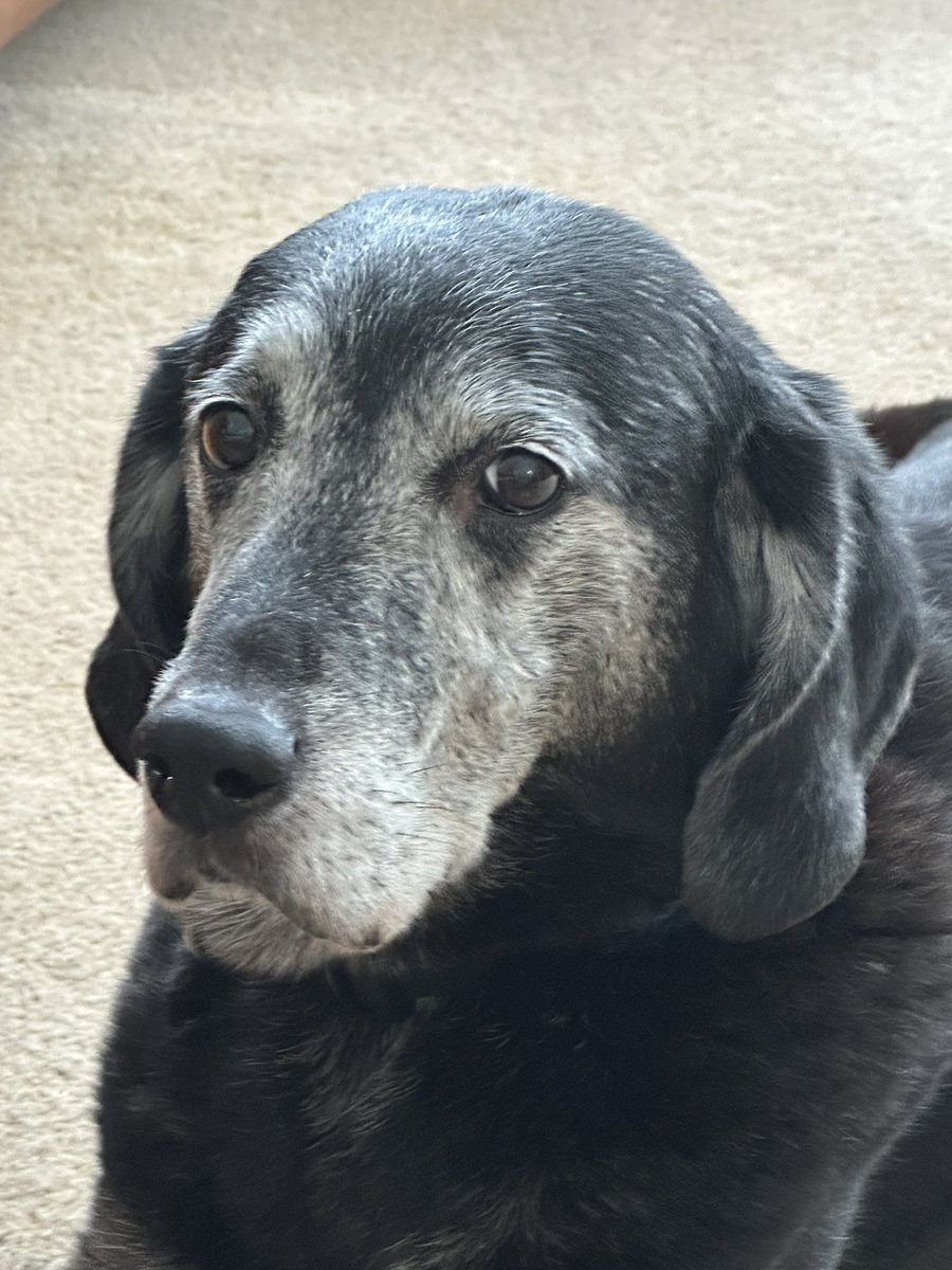 HundeHaus and Bear tweet media