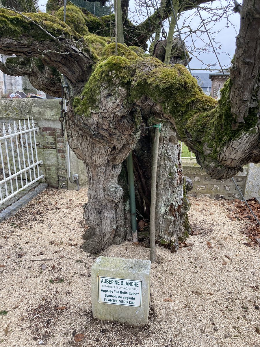 « La belle épine » plantée vers 1360 et toujours là ! 🌳😎🌳 sans doute la plus vieille aubépine de France, à Bouquetot en Normandie. #ArbreRemarquabledeFrance #Patrimoine