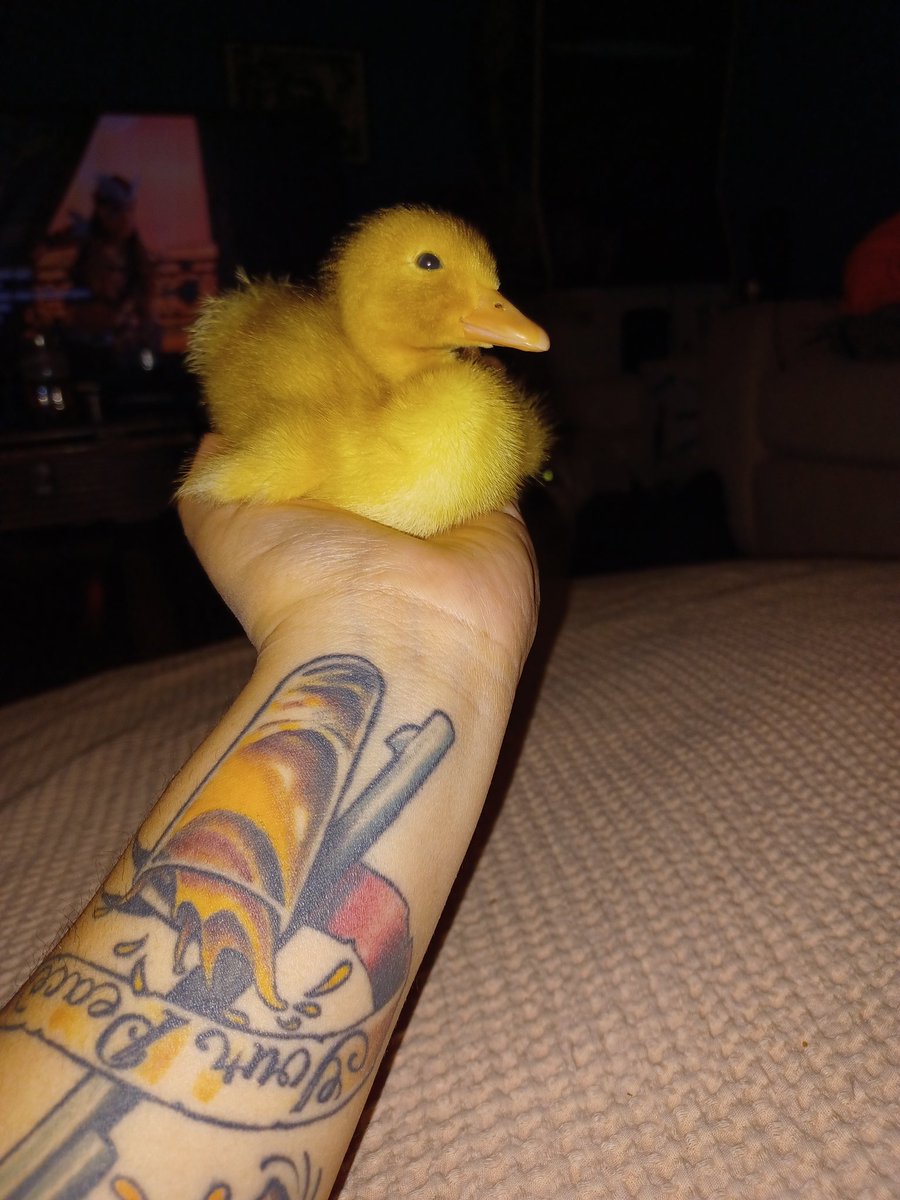 actuallysoftAF's tweet photo. @hunnnyboyy Hey remember when I didn't want ducks but then we compromised and got ducks? https://t.co/NTJKDytTjx