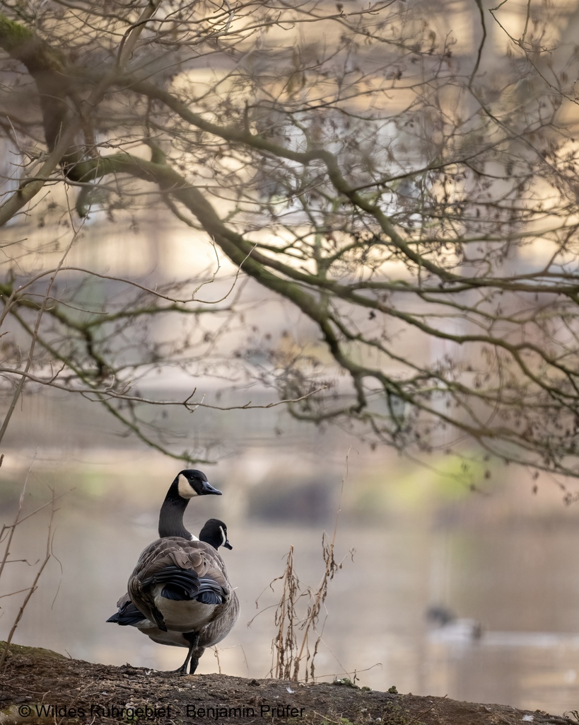 Stadtnatur - Auf einem Bein steht man schlecht..
 .. gilt nicht für diese Kanadagänse, welche die Grünschnittarbeiten genau beobachteten. Die Arbeiten müssen bis 01. März erledigt sein, danach startet die Brutsaison.

© Wildes Ruhrgebiet - Benjamin Prüfer

#wildesruhrgebiet