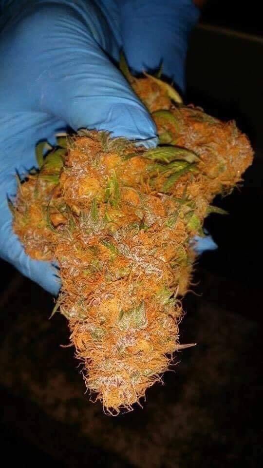Bud Box puff tweet media