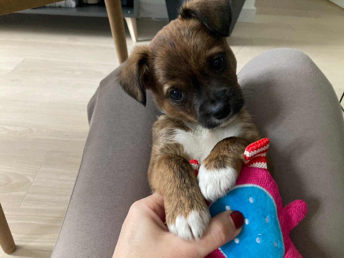 NuevaVidaAdop's tweet photo. ⭕️FINALES FELICES
FLAN felizmente adoptado hace escasos dias
!Qué ternura desprendes!!!
GRACIAS familia,que seais MUY felices! 
En este enlace puedes ver cómo llegó a NUEVAVIDA ADOPCIONES: 
▶️ https://t.co/siVEzKdySL https://t.co/dPIZX83SJa