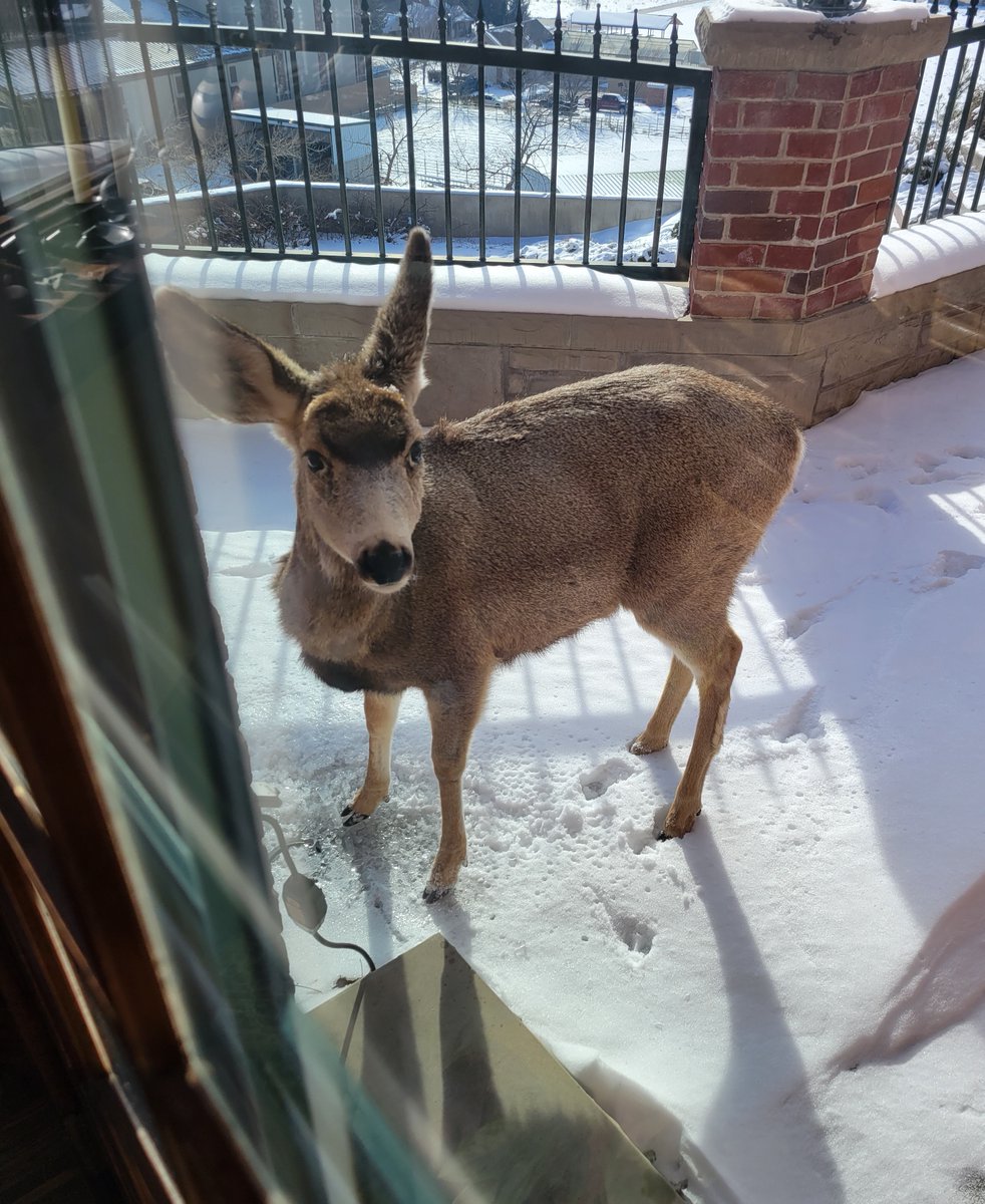 ユタ州では雪が降り続いて、鹿が山から街に降りて来ています。ほぼ毎日家の庭にいますが、いくつか代表的な写真を載せます。
