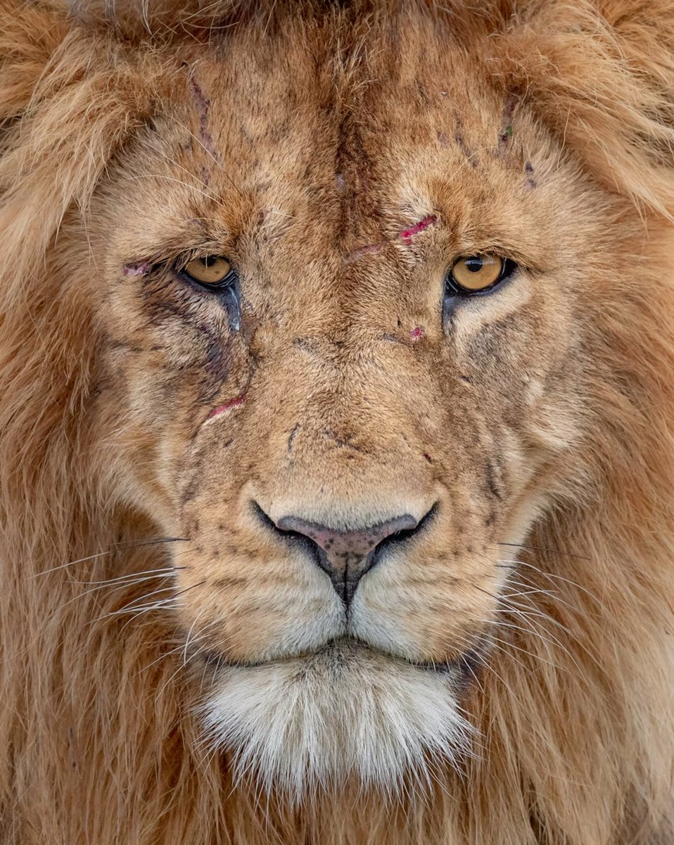 GeorgeBTurner's tweet image. Gm, gm, gm. Looking forward to reuniting with this guy in 7 days.