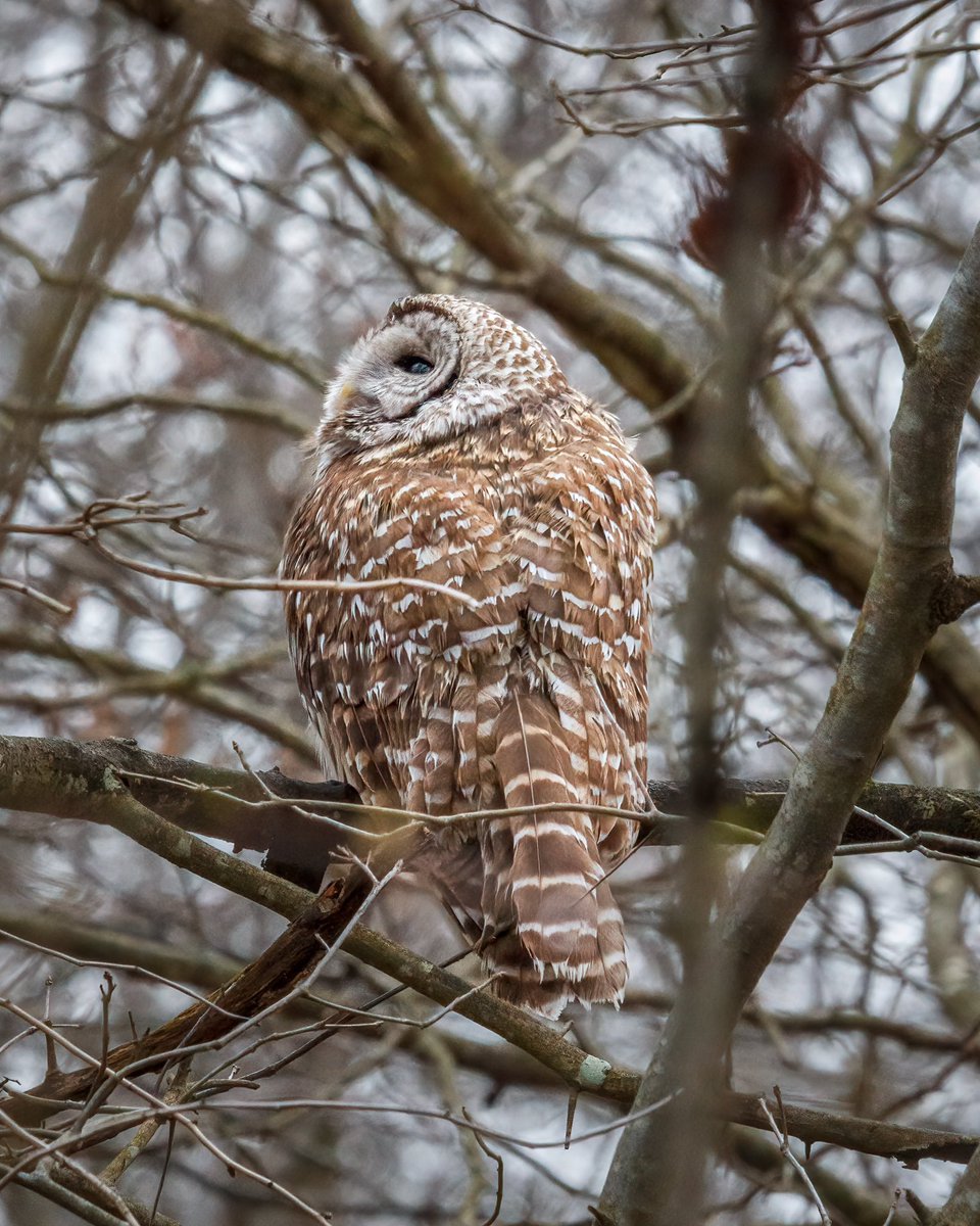 What you might see when you hike 11 miles in Pelham Bay Park. 
.
.
#birding #bronx #pelhambaypark #BirdsSeenIn2023 #owls @BirdBronx