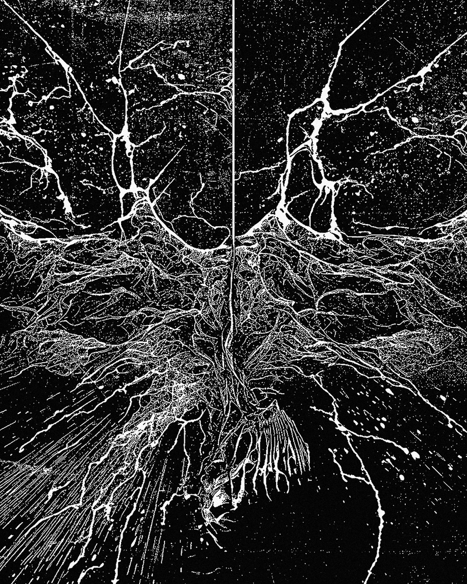 Loudsonic 👁 tweet media