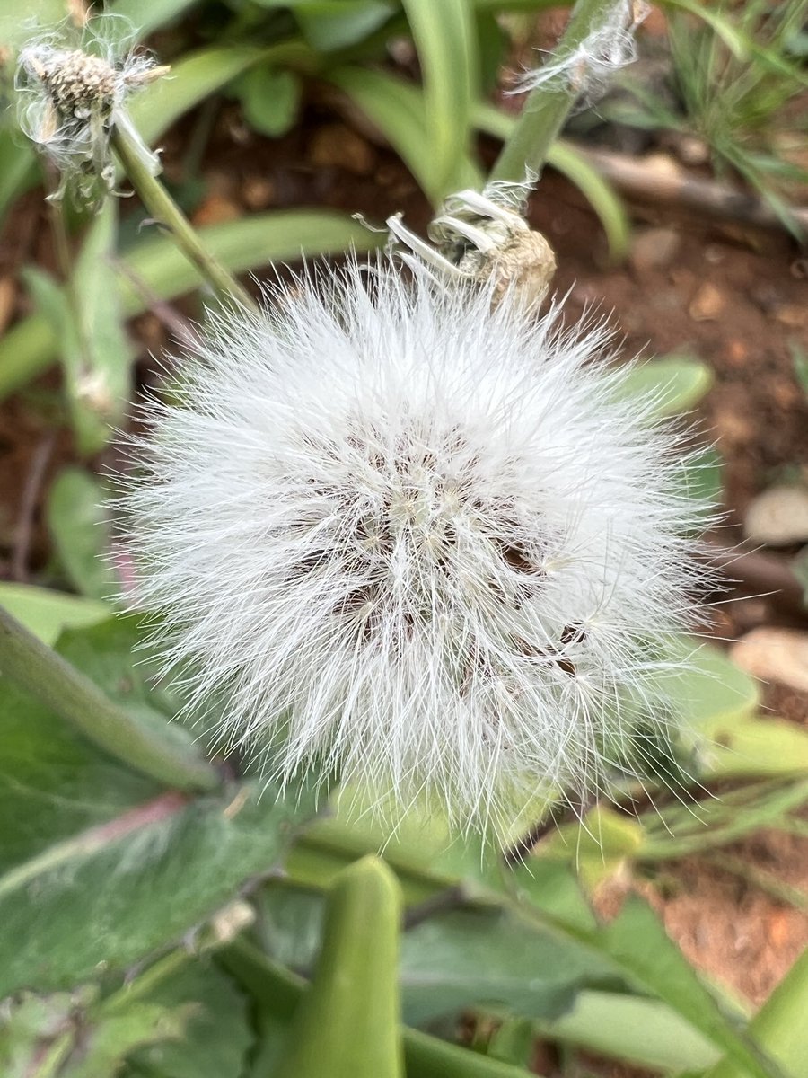 DiaphClic's tweet photo. MacroMode https://t.co/qfWXQh7YN5