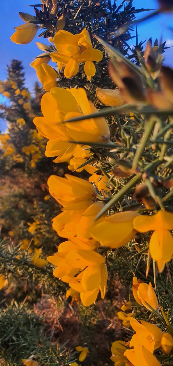 Amazing colour from the gorse caught in the sunlight on Bull Island. Here's to another successful growing season! #Spring2023 #Dublin #Flowers #NoFilterNeeded #Coastal #BullIsland #FadingSun #sun #Seaside #Ireland #IrishGardening