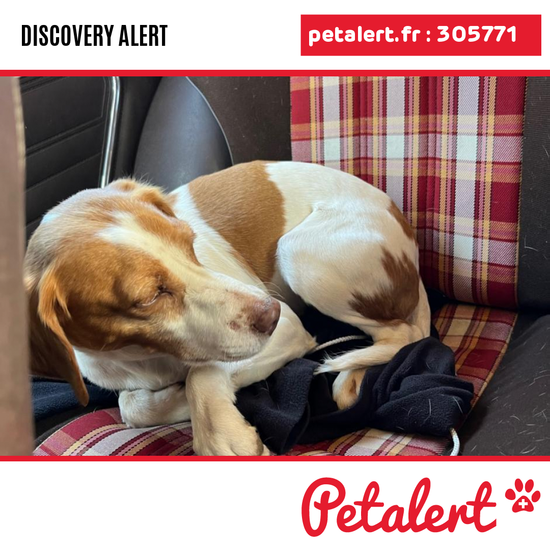petalert_france's tweet photo. Found #Dog #Dordogne #Ajat #Petalert  #PetAlert24 / https://t.co/EJRPi6oRNU https://t.co/uohcykiOmH