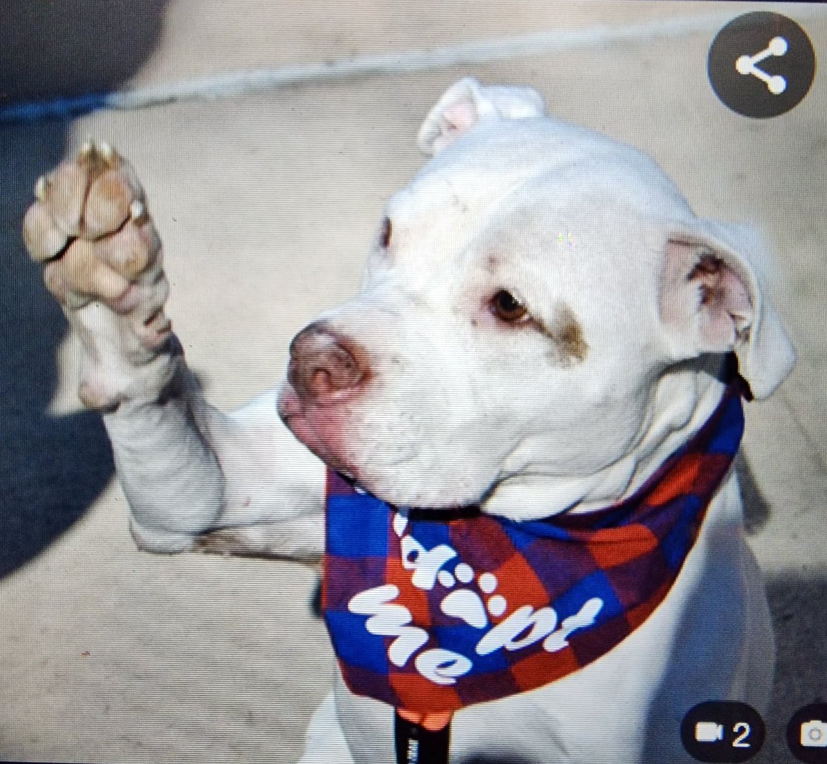 NMBewitched's tweet photo. Athena😍
#NYCACC #162687
✳️Special Request
@AmsterDogRescue would love to pull this senior gal
We need a #Foster
#Pledges 4 Vetting
https://t.co/sSzXHsORSH
Impeccable manners
Friendly & affectionate
Knows commands
Quirk: Fireworks
DM if you want to #Foster/#Adopt https://t.co/bg8CIlIkyw