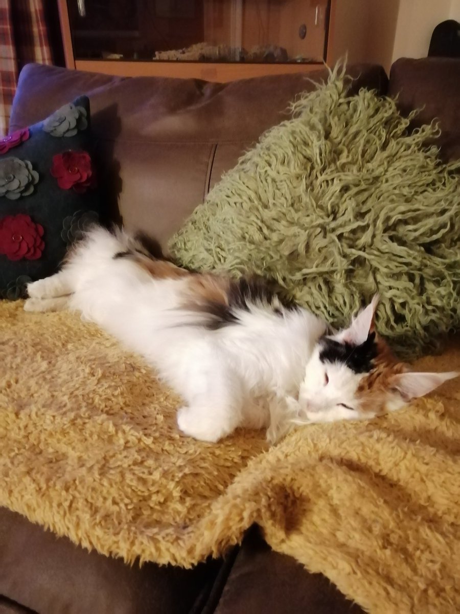 Tazzy_devil777's tweet photo. So glad we bought a new couch ๐
#CatsOfTwitter #MAINECOON #evilchild https://t.co/6tNRGvno0f