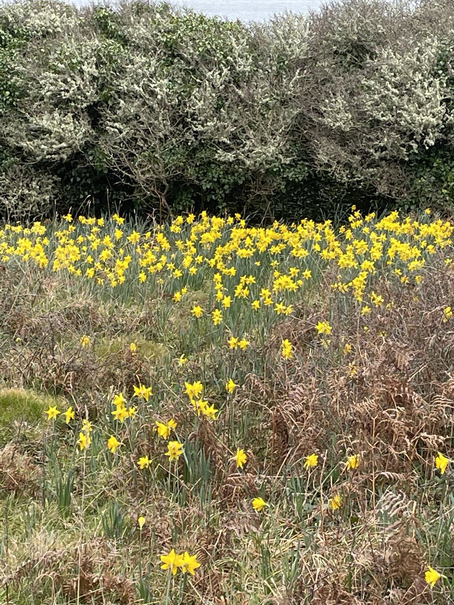 Ebb&Flow Holiday Home Cornwall tweet media