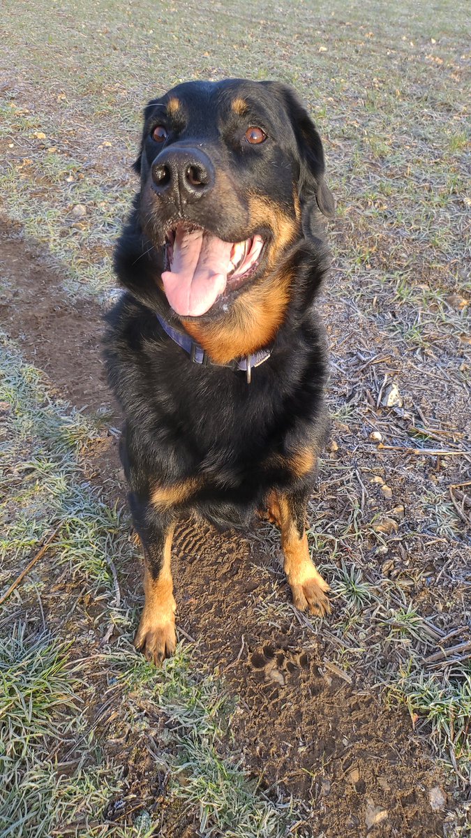 BDBCo's tweet image. Good evening @TheoPaphitis I&apos;ve seen so many posts from business owners who are part of the #SBS crew completely fired up after your #SBSevent, it&apos;s  inspiring and exciting.

We support dog health via our specialist dog beds, canine rehabilitation kit and veterinary equipment