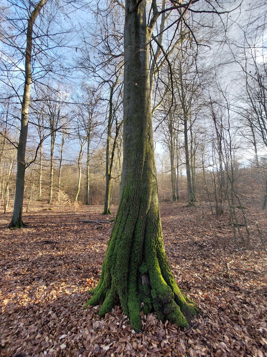 Nasze Lasy 🌳🌍🏞⚔️ tweet media