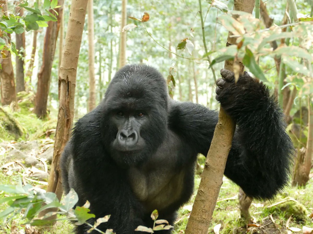 Dian Fossey Gorilla Fund tweet media