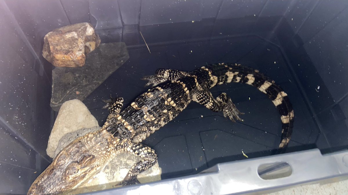 Having buyers remorse about purchasing an animal 🐊who will grow to be 5ft, live to be 40, and requires a studio apt with half being temp. controlled water? DON’T RELEASE IT. Contact us, we won’t tell your mom she was right. Promise. Found abandoned at @FDRpark now at ACCT.