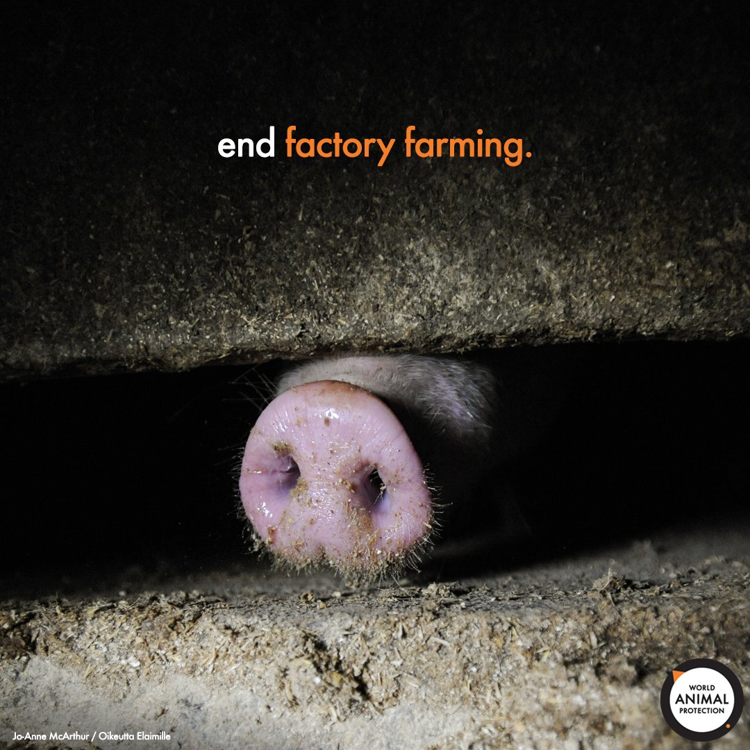 World Animal Protection US (@MoveTheWorldUS) / Twitter World Animal Protection US (@MoveTheWorldUS) / Twitter