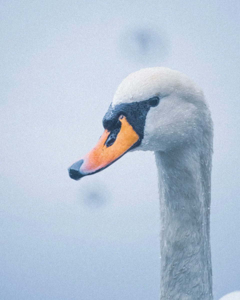 TomaszPolaczyk's tweet photo. Offended swan 😁
Swam to me and started snorting 😯
He doesn't like the camera and people 😜
.
.
.
#swan #lake #dabrowagornicza #pogoria #spring #highkey #polska #lumix #lumixS5 #sigma100400mm #sigmalenses #lightroommobile #nikonreflex #mirrorlens https://t.co/OWICp45NjC