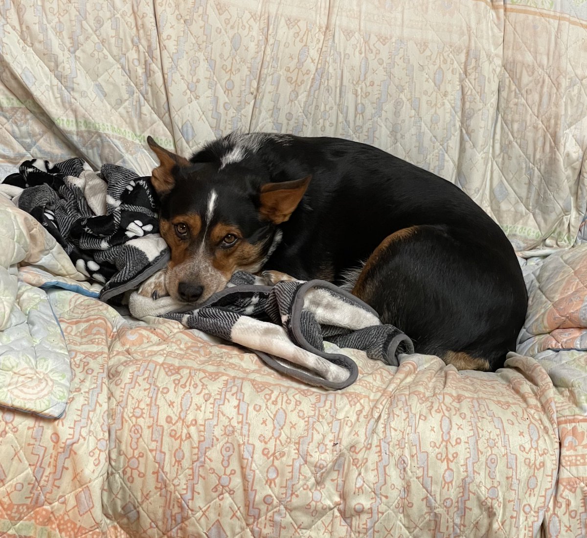 BluebonnetRescu's tweet photo. How is this sweet boy not adopted yet?!! Giacomo (aka Jock) is about 2.5 years old, a solid 38 lbs. Jock is a very friendly, affectionate pup. He gets along with dogs of all sizes. He’s house-trained, crate-trained, and walks well on a leash. #rescuedog #heeler https://t.co/GVPQOE03Nl
