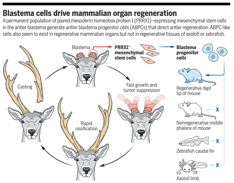 Science Magazine on X: Deer antlers can grow up to 2.75 cm per day. How do  they achieve such rapid and complete regeneration? A new Science study  identifies a population of stem