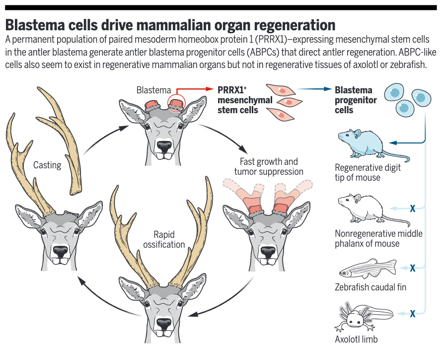 bioactive-molecular-discovery-using-deer-antlers-as-a-model-47-off