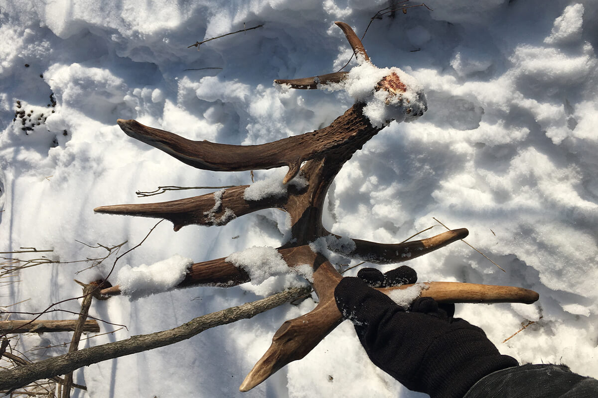 Tom Jeffries was only minutes into his walk when he found a giant non-typical antler. He didn't know the deer but he was happy with what he pulled from the snow. Full story via @NAWhitetail: ow.ly/1g7Q50MYHaL #hunting #deer #deerhunting #shedhunting #shedrally #shedhunter